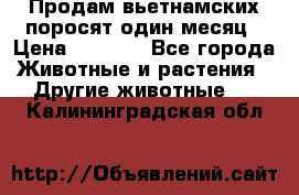 Продам вьетнамских поросят,один месяц › Цена ­ 3 000 - Все города Животные и растения » Другие животные   . Калининградская обл.